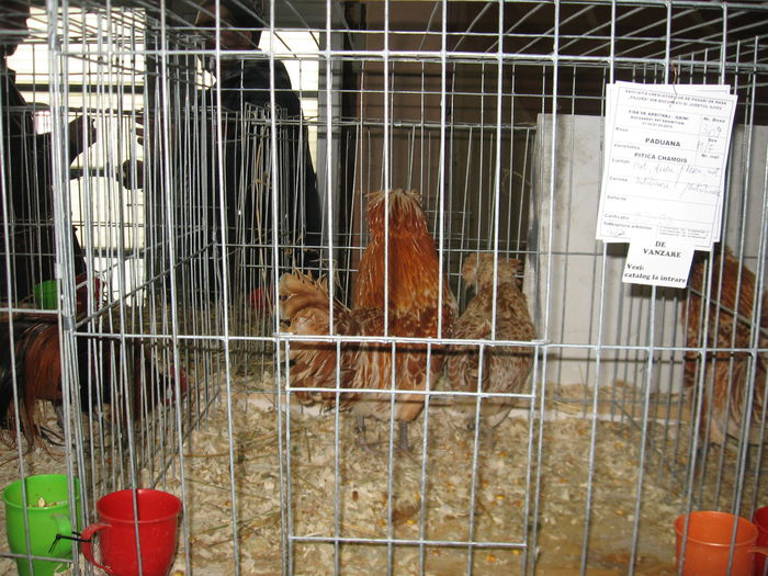 IMG_9620 - EXPOZITIE BUCURESTI PAJURA