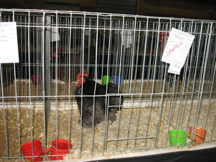 IMG_9634 - EXPOZITIE BUCURESTI PAJURA