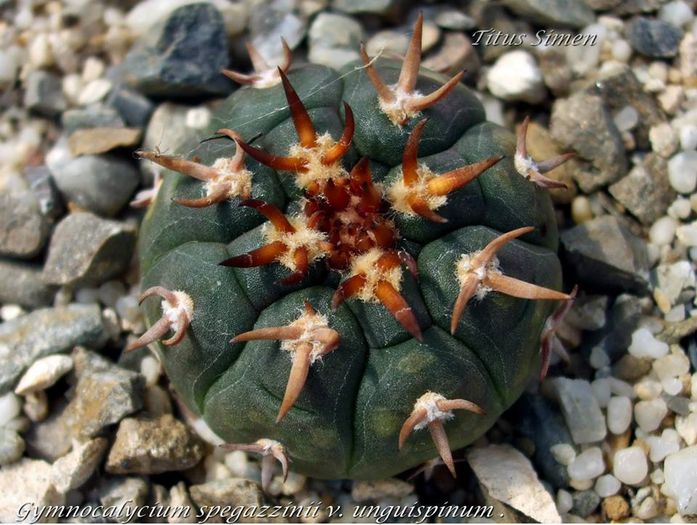 Gymnocalycium spegazzinii v. unguispinum . . - Cactusi 2014