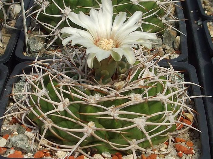 Gymnocalycium ferox - GN 395-1307 suedwestl. Villa de Soto , Cord . - Cactusi 2014