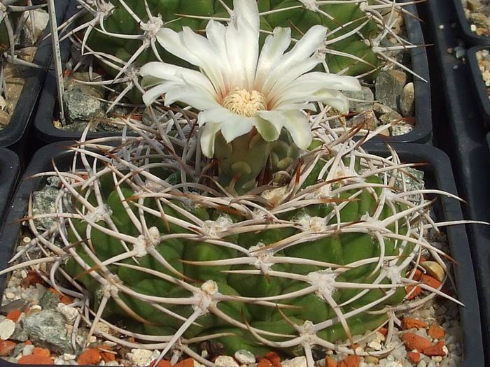 Gymnocalycium ferox - GN 395-1307 suedwestl. Villa de Soto , Cord .