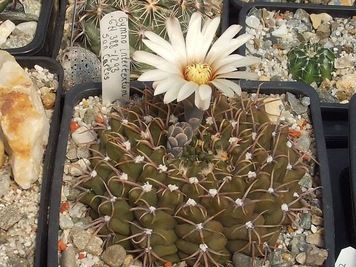 Gymnocalycium intertextum GN 388-1293 San Carlos . - Cactusi 2014