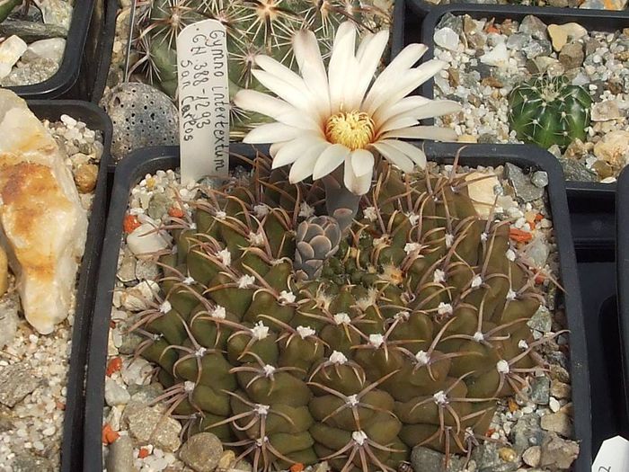 Gymnocalycium intertextum GN 388-1293 San Carlos .