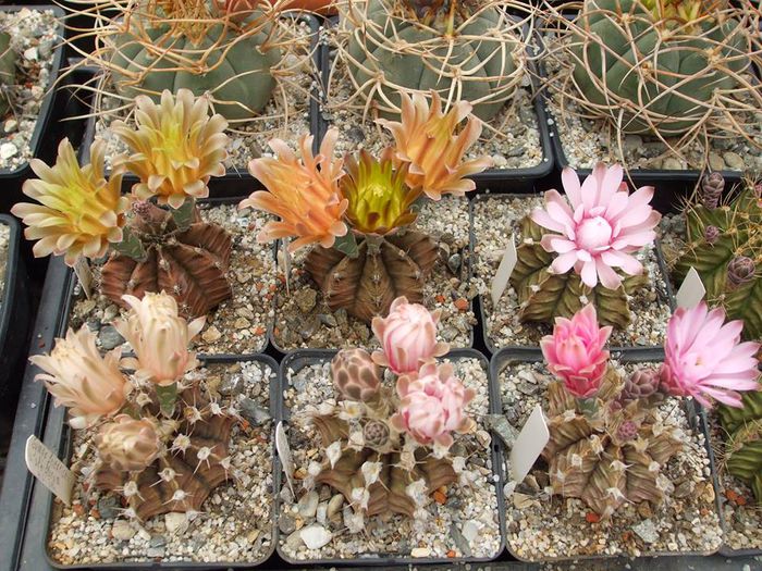 Gymnocalycium mihanovichii. - Cactusi 2014