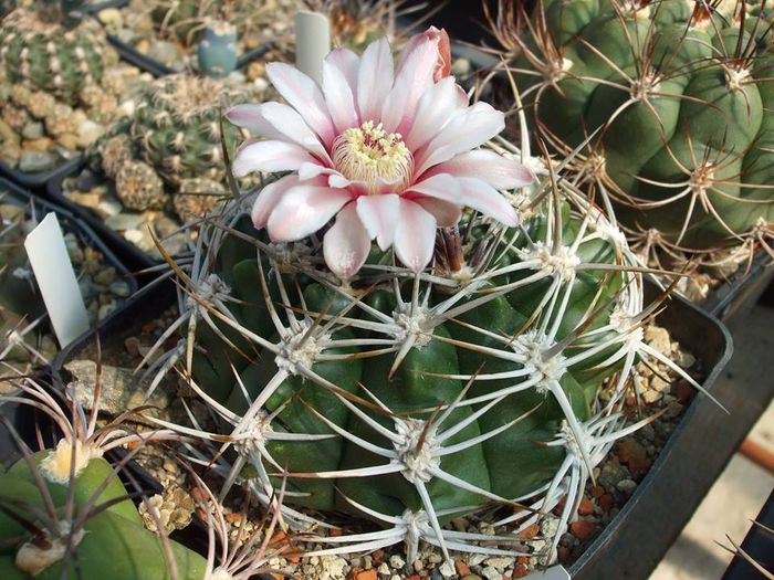 Gymnocalycium mostii . - Cactusi 2014