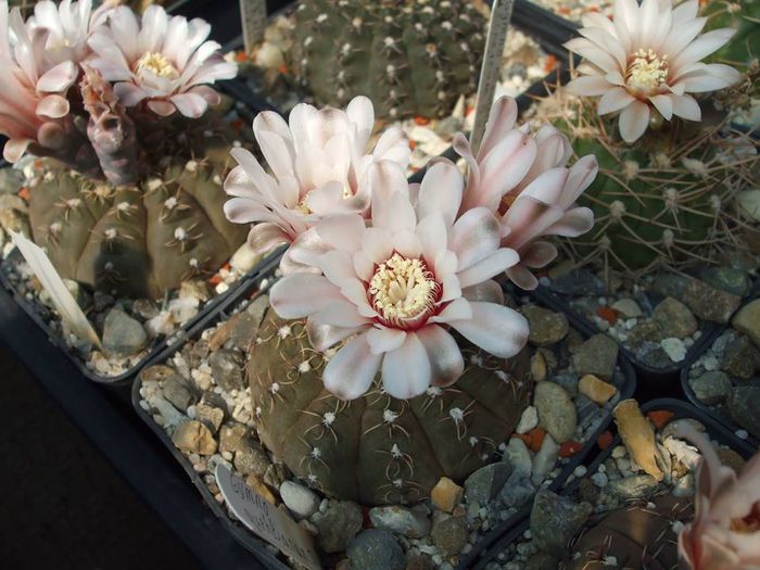 Gymnocalycium quehlianum P 160 . - Cactusi 2014