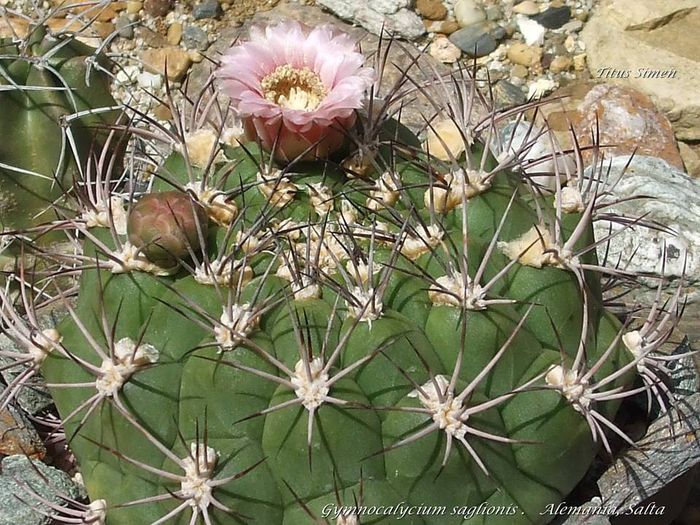 Gymnocalycium saglionis . Alemania, Salta -