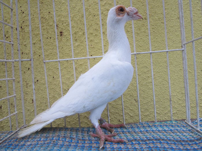 IMG_2368[1] - Carieri