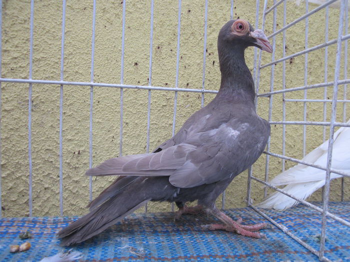 IMG_2373[1] - Carieri