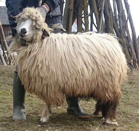 DSC_0611~2 - oi bale
