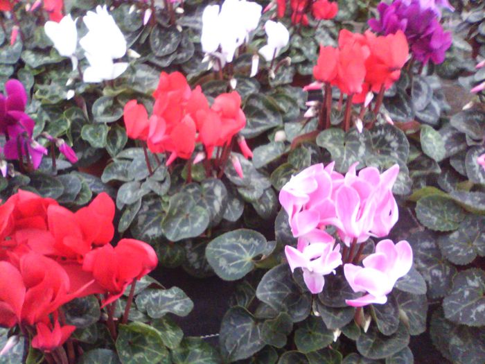 Cyclamen - A- flori