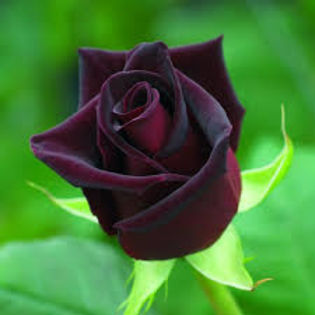 images (5)