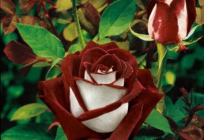 trandafir-osiria - TRANDAFIRI DE GRADINA