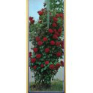 butasi-de-trandafiri-varietatea-blaze-urcator - TRANDAFIRI POMISORI-PLANGATORI