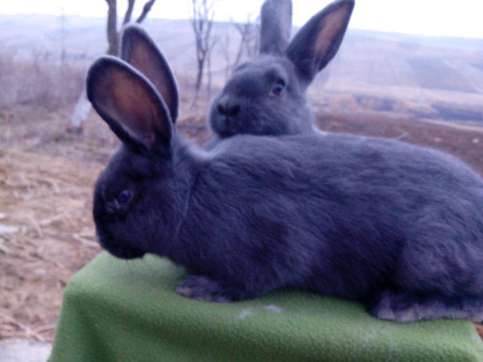 IMG_20150228_173721; doua femele la 3luni
