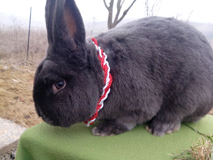 IMG_20150228_160148; mascul la un an
