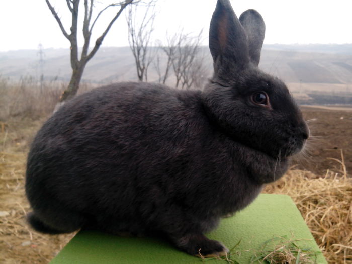 IMG_20150228_160725; femela la un an
