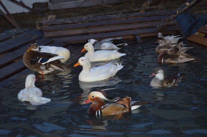 la gramada pe lac:))