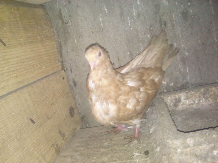 la taifun tulcea 1 - 2015