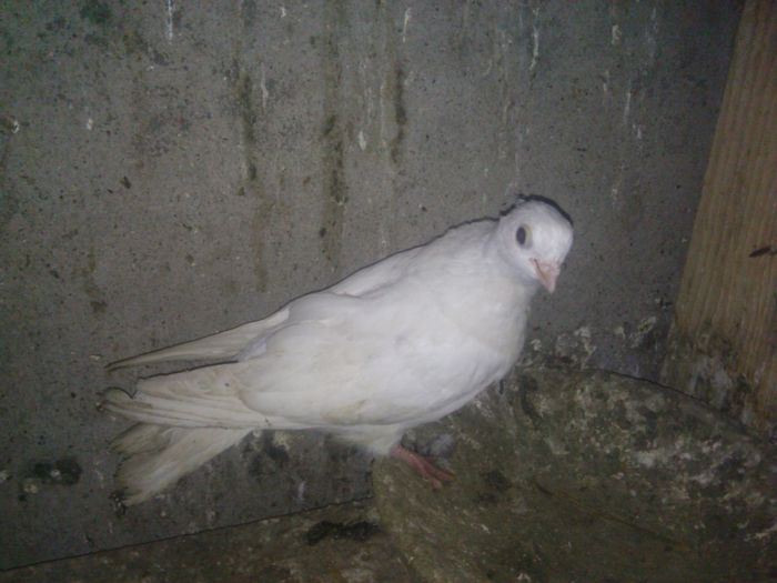 la taifun tulcea - 2015