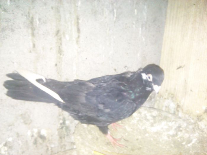 la taifun tulcea 3 - 2015