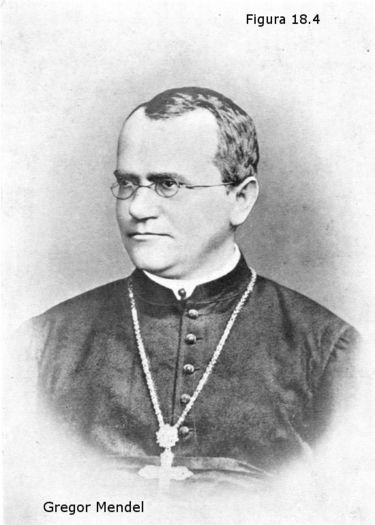 Gregor Mendel  1822-1884
