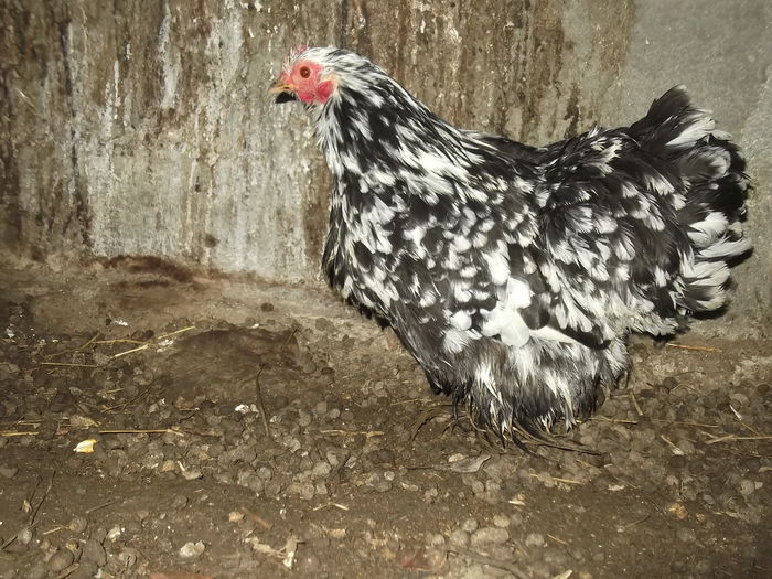 htc 013 - cochinchina pitic