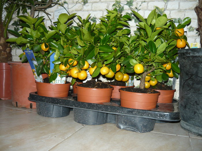 clementini 89 lei momi maturi si vigurosi - Citrice de vanzare