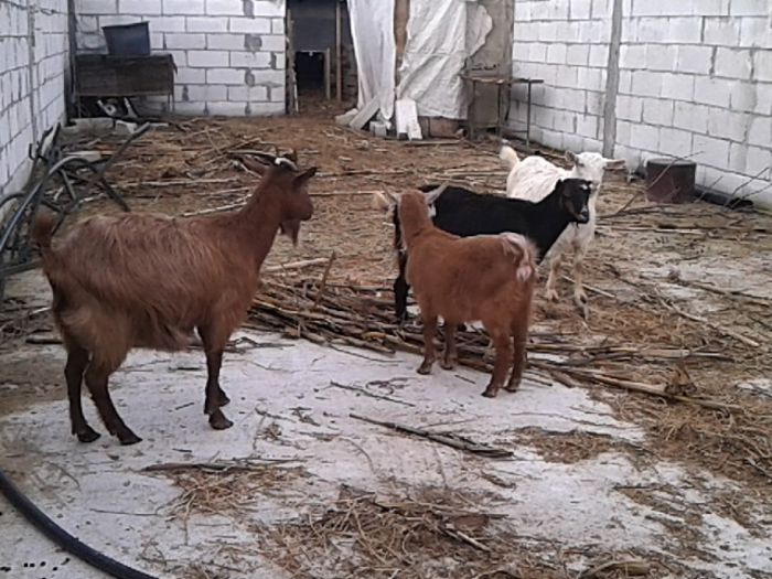 caprele pe care le mai detin