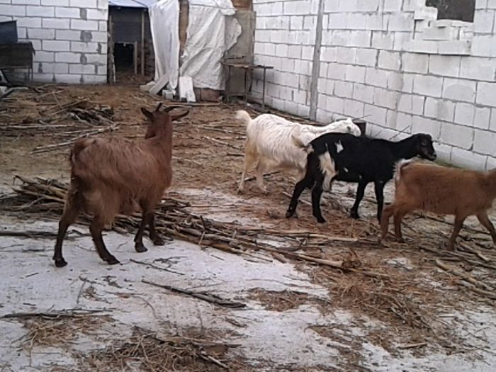 caprele pe care le mai detin 2