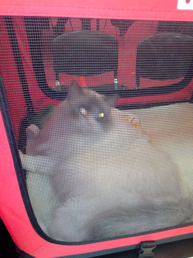 IMG_20150301_111601 - Expo Bucuresti 2015