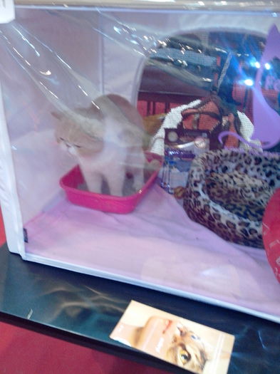 IMG_20150301_111730 - Expo Bucuresti 2015