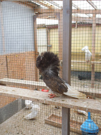 01 03 15 008; ptr dl Lucian
