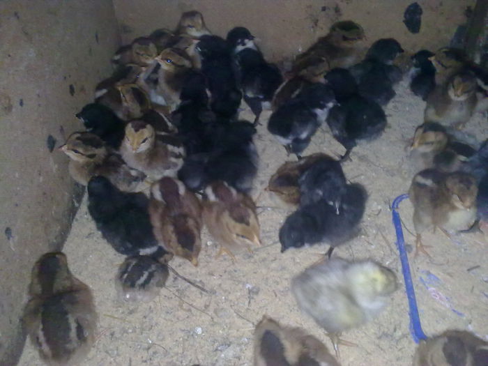 Imagine960 - PUI  DE  GAINA