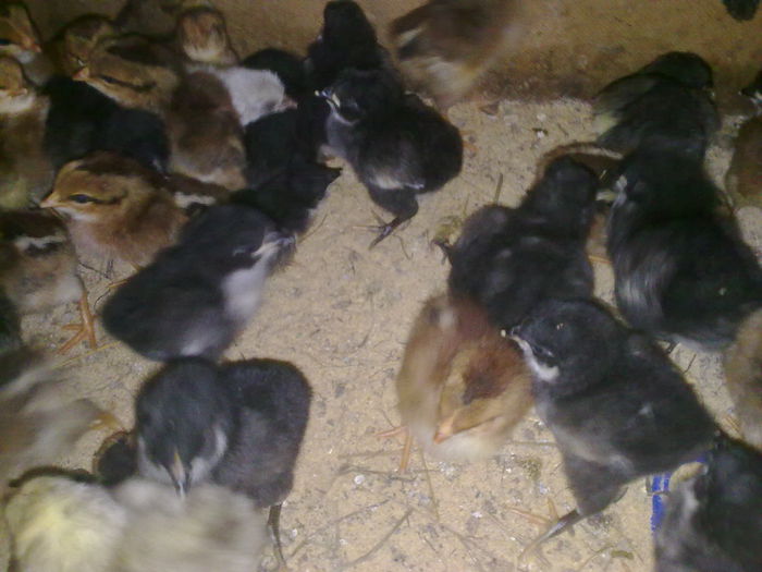 Imagine961 - PUI  DE  GAINA