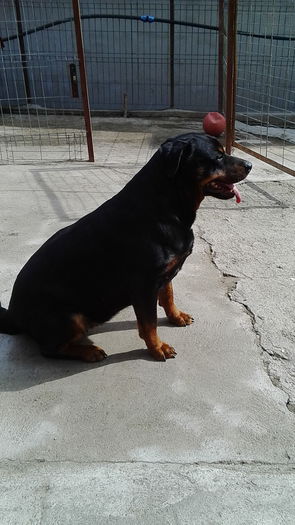 HERRA - HERRA_femela rottweiler