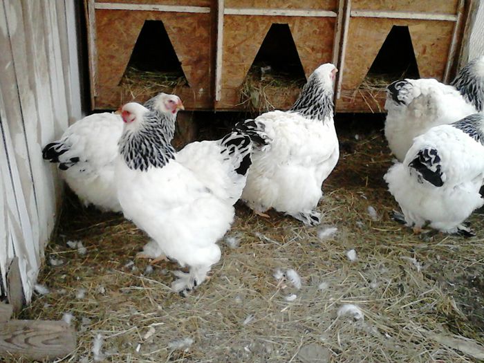 DSC_0523 - BRAHMA 2015