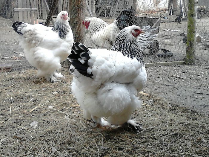 DSC_0525 - BRAHMA 2015