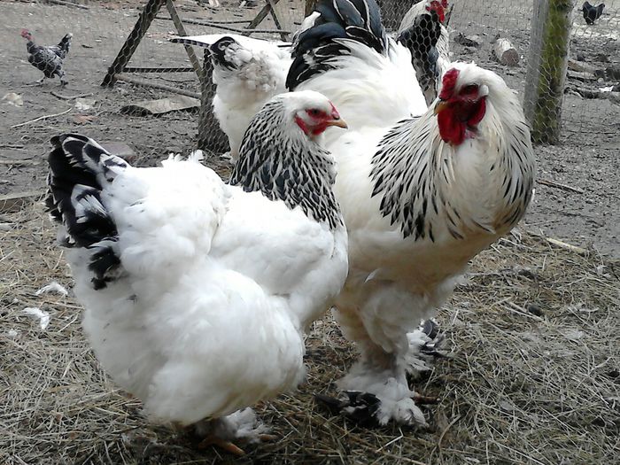 DSC_0529 - BRAHMA 2015