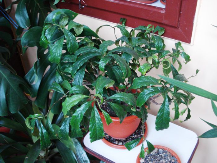 scoase de la iernat (3)