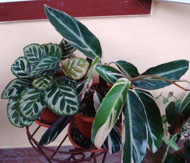 marantacee iesite din iernat (3)