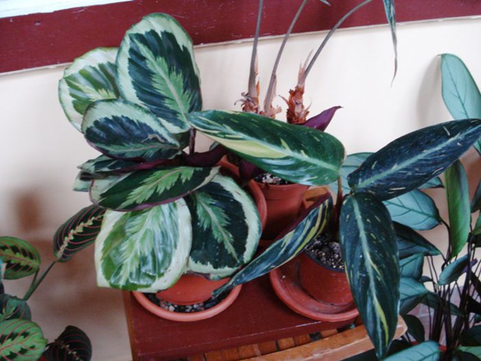 marantacee iesite din iernat (6)