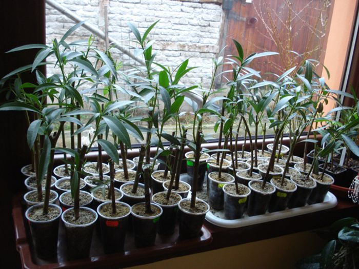 inmultire reusita (1)