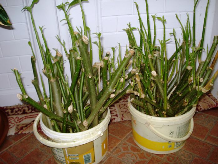 inmultire reusita (2)