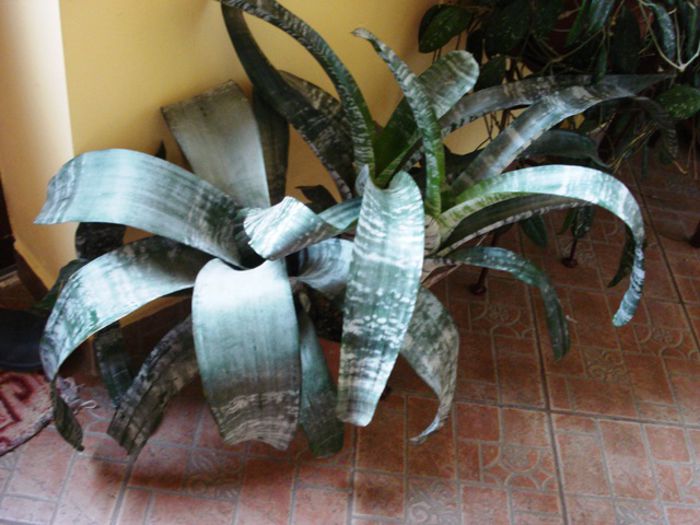 de 1 Martie, scoase de la iernat (3)