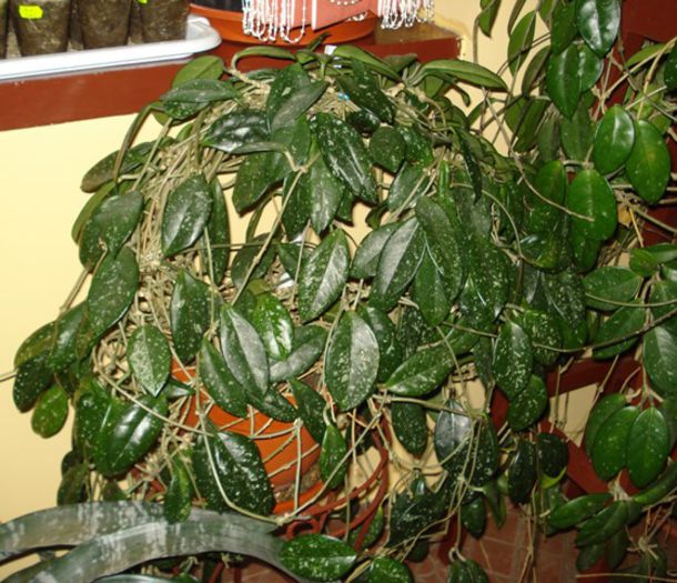 de 1 Martie, scoase de la iernat (6) - b 2015 - in interior