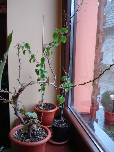 de 1 Martie, scoase de la iernat (10) - b 2015 - in interior