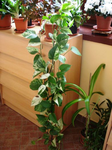 de 1 Martie, scoase de la iernat (17)