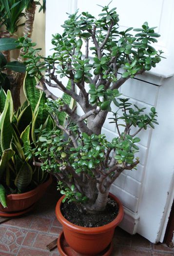 de 1 Martie, scoase de la iernat (25)