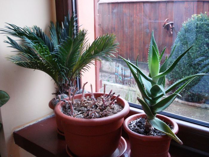 de 1 Martie, scoase de la iernat (26)